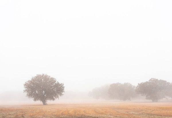 Tree in fog-Bosque del Apache National Wildlife Refuge-New Mexico